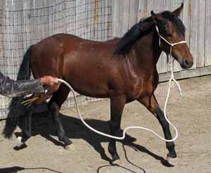 Rusty, the June 2009 colt of Alice